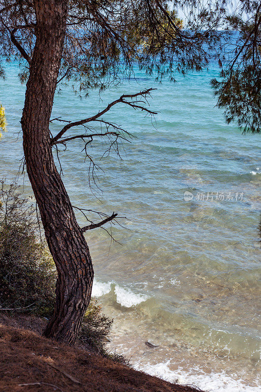 Metamorfosi Halkidiki半岛海边的一棵松树